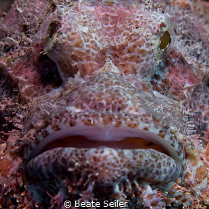 So close , scorpionfish by Beate Seiler 